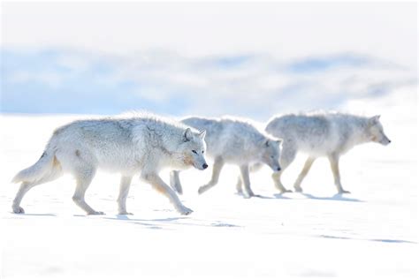Arctic Wolves Image National Geographic Your Shot Photo Of The Day