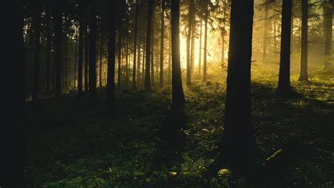 Free Stock Photo Of Forest Trees And Yellow Sunlight Download Free