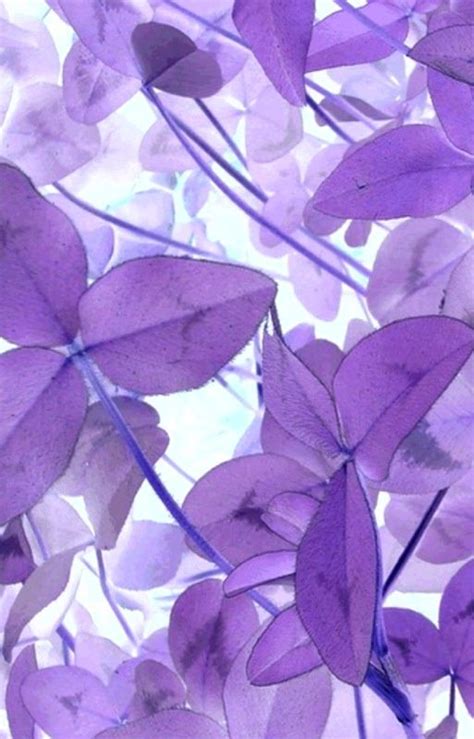 Pretty Purple Things I Like Pinterest Purple Flowers Purple