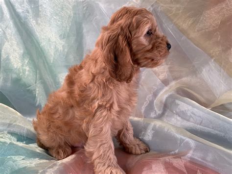 Cockapoo Puppies Iowa Breeders Puppies For Sale Now