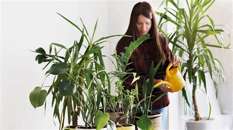 How To Properly Take Care Of Your House Plants Luxlife Magazine