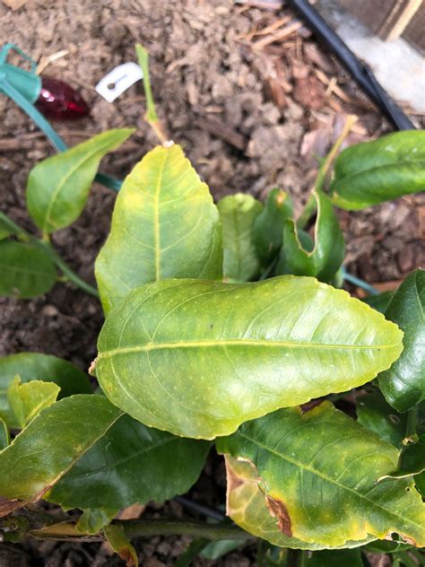 Maybe you would like to learn more about one of these? Ideal soil mix : Citrus