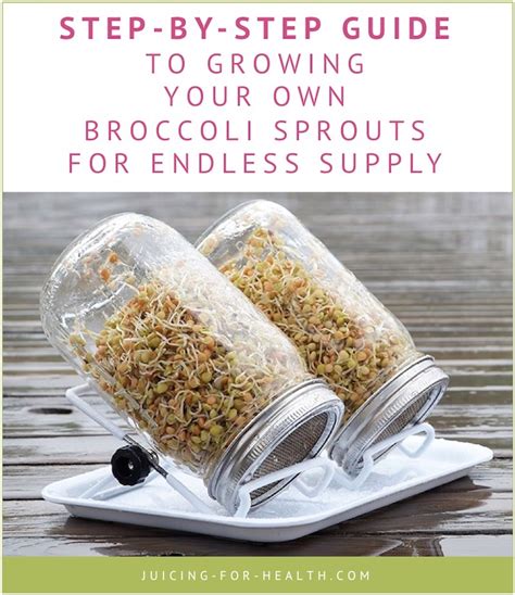 Grow Your Own Broccoli Sprouts Step By Step Guide To Get