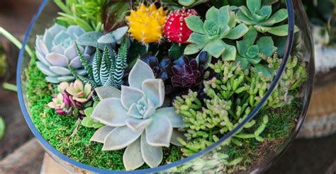This is the fourth episode of, how to terrarium. in this episode, you will learn everything you need to know in order to make an effective and. DIY Terrarium | My Garden Life