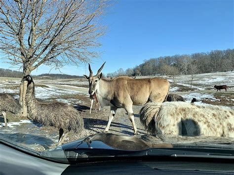 Heres Where The Wild Things Are — In Southern Indiana