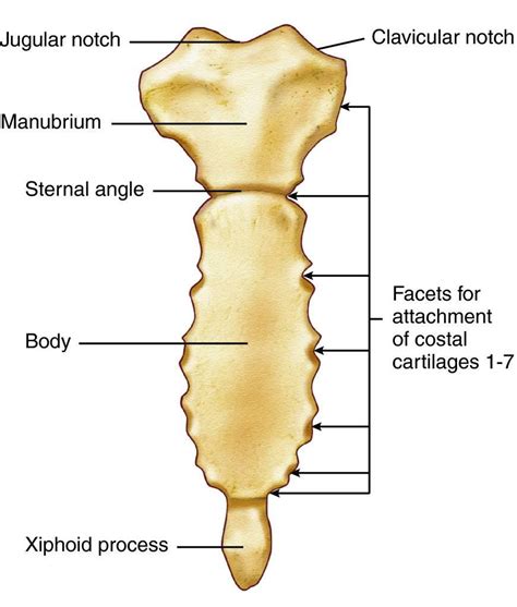 Anatomy of rib cage and sternum. sternum labeled Gallery