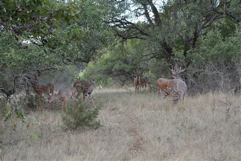 Page 191 Still Waters Ranch Whitetail Deer Breeding