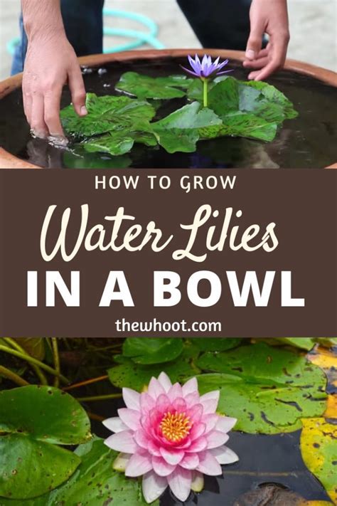 How To Grow Water Lilies In A Bowl Video The Whoot Water Plants