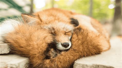 How Long Do Foxes Sleep Fox Sleep Secrets Unveiled