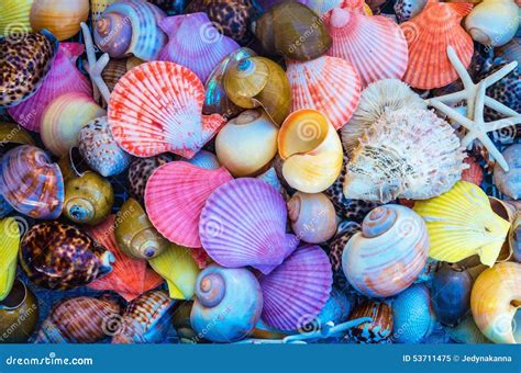 Closeup Of Colorful Sea Shells In Different Shapes Stock Image Image