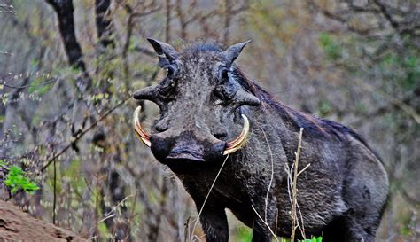 Hunting Warthog In South Africa With Mkulu African Hunting