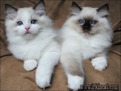 Hypoallergenic, typically low shedding, and intelligent. Why No One Is Talking About Ragdoll Kittens For Sale In ...