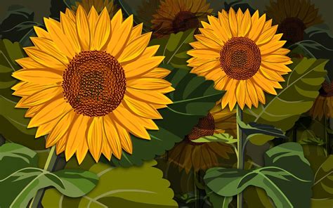 Sunflowers On The Field Hd Desktop Wallpaper Widescreen