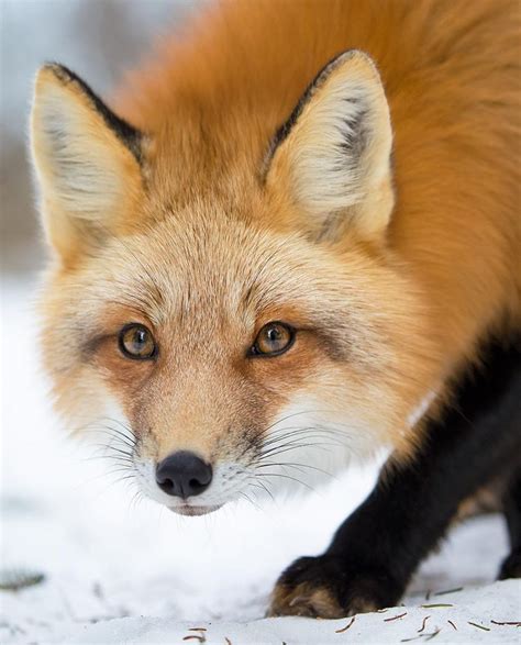 Red Fox By © Bkcrossman Pet Fox Animal Photography Animals