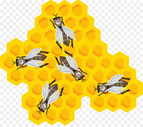 النحل مشط النمش صورة بابوا نيو غينيا