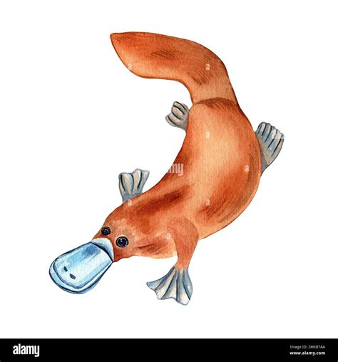 Cartoon Platypus Watercolor Illustration Isolated On White Background