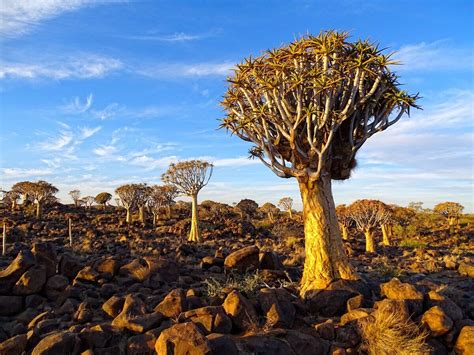 Quiver Tree Forest Keetmanshoop Namibia Atlas Obscura