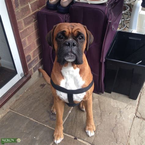 Stud Dog Red Boxer For Stud London Breed Your Dog