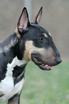 We did not find results for: 1000+ images about English bull terrier on Pinterest ...
