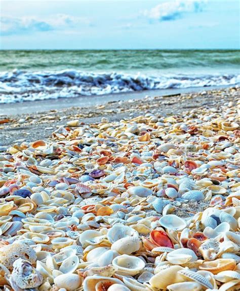 Why The World S Best Shelling Is At The Beaches Of Fort Myers Sanibel