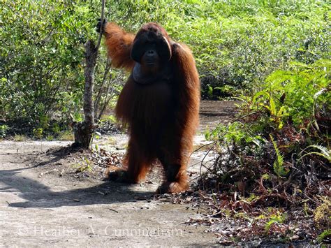 Large Male Orangutans