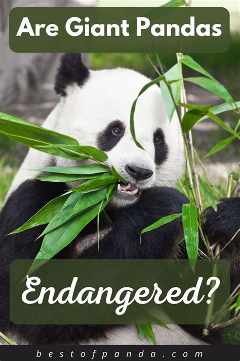 Are Giant Pandas Endangered Panda Facts Giant Panda Panda
