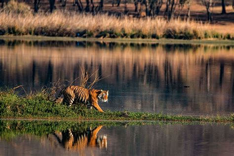 Best Tour Is Sundarban Sightseeing For One Day Really Possible Royal Sundarban Tourism