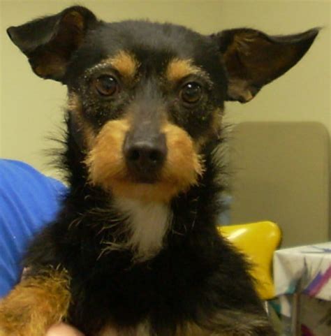 Pet Of The Day Onyx Is An Endearing 1 Year Old Male Terrierminiature