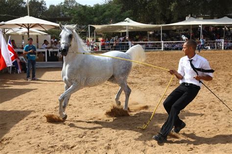 Arabian Horse Show And Championship Editorial Stock Image Image Of