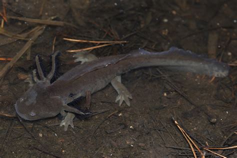 Barred Tiger Salamander Ambystoma Mavortium Paedomorphic Flickr