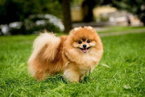 Stereo Speziell Kindisch köpek cins isimleri Enorm Main Verb