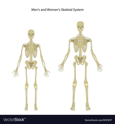 Female Anatomy Bone