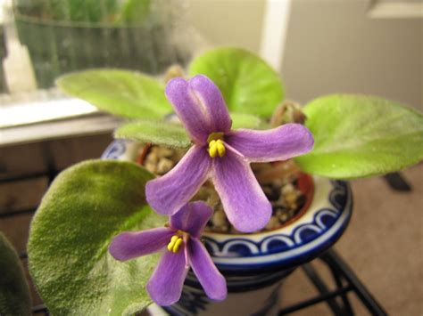 Semi Miniature African Violets Grown From Nadeaus African Flickr