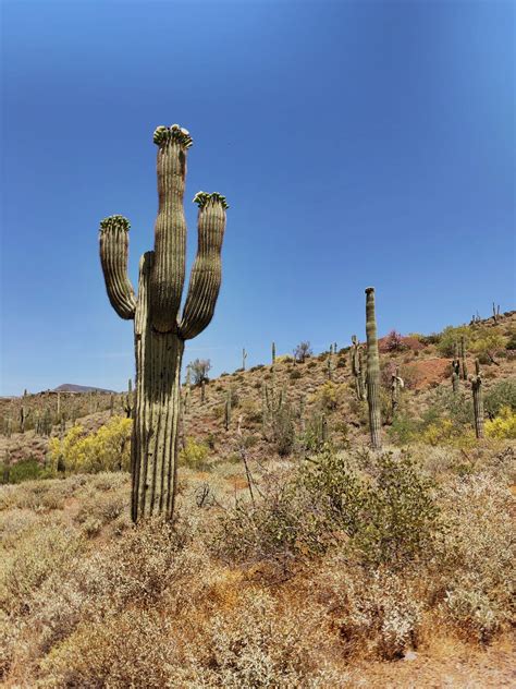 11 Interesting Facts About The Saguaro Cactus By As Briggs For The