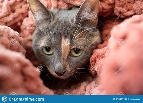 Frightened Cat Wrapped In Knitted Soft Plaid And With Suspicion Looks