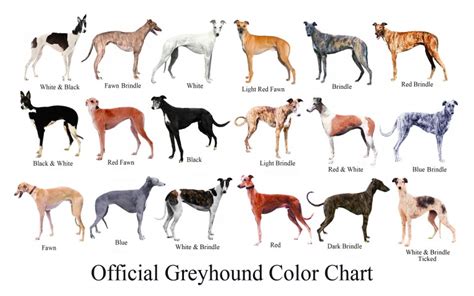 About Greyhounds Northwest Canadian Greyhound League