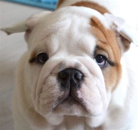 14 Photos Proving That English Bulldog Puppies Are The Cutest