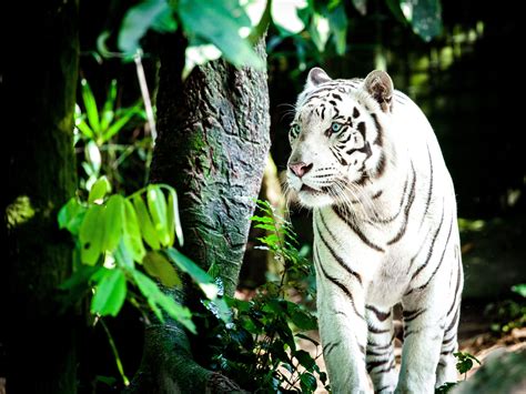 White Tiger 4k Wallpaperhd Animals Wallpapers4k Wallpapersimages