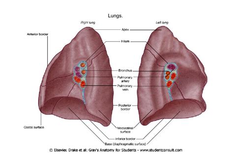 肺門肺門的解剖結構：肺根影的指標：中文百科全書
