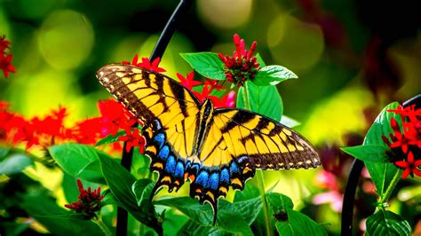 Colorful Butterfly On Flower 2014721 Hd Wallpaper And Backgrounds