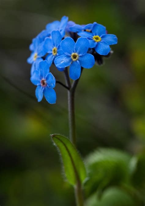 Forget Me Not How To Plant And Grow Myosotis Cute Edge Flowers