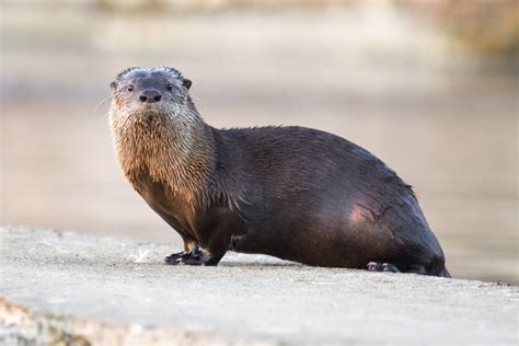 North American River Otter Facts
