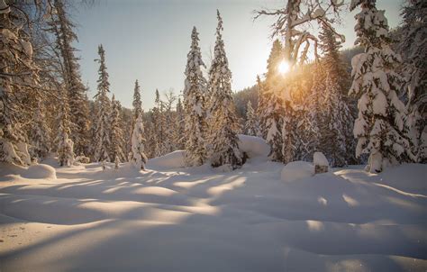Wallpaper Winter Forest Snow Trees Ate The Snow Russia Taiga