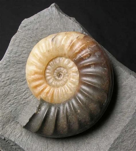 Ammonite Ammonite Fossils Nautilus