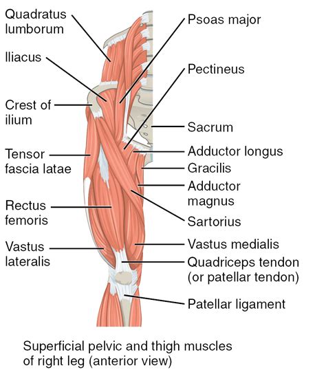 Anterior Thigh Muscles Anatomy Porn Sex Picture