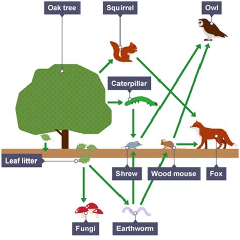 10 best episodes of the food chain podcast. HG SCIENCE CORNER : FOOD CHAINS AND FOOD WEBS