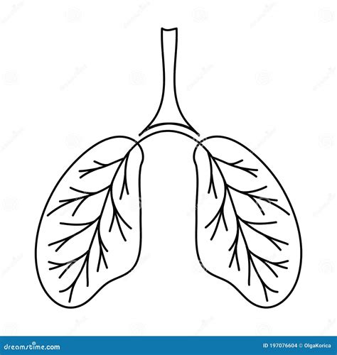 Human Lungs Childish Simple Illustration Sketch Drawing Of Human