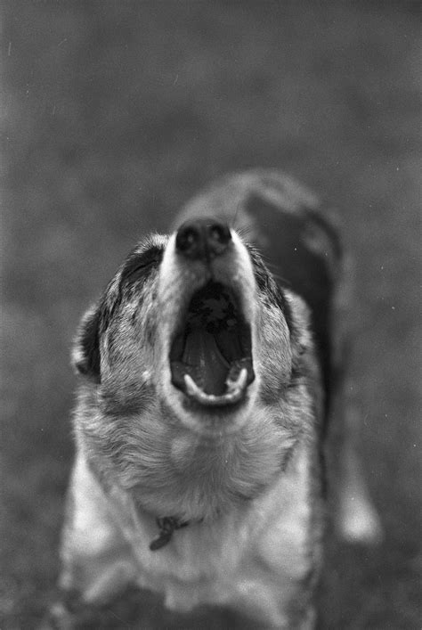 Dog Barking Photos Download The Best Free Dog Barking Stock Photos