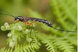Images of Uk Wasp Species