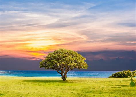 Tree Sea Grass · Free Photo On Pixabay
